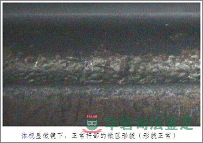 体式显微镜下正常位置显示图