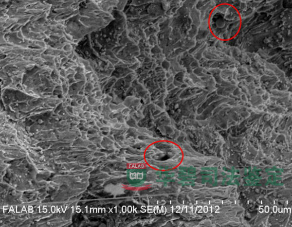扫描电子显微镜图片